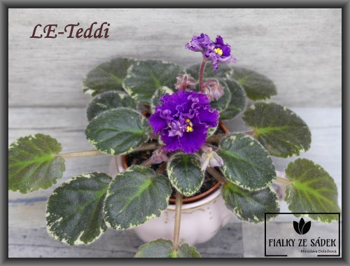 LE-Teddi